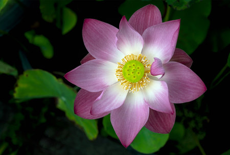 beautiful waterlily or lotus flower in pondの写真素材
