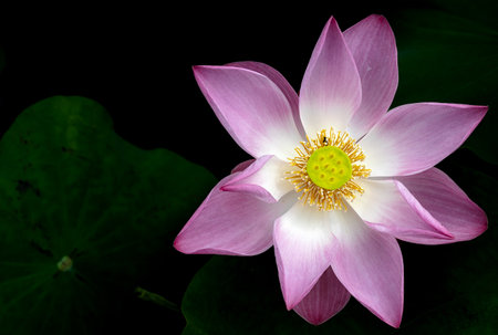 beautiful waterlily or lotus flower in pondの写真素材