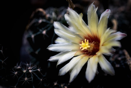 yellow flowers and little cactus in the garden