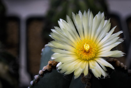 yellow flowers and little cactus in the gardenの写真素材