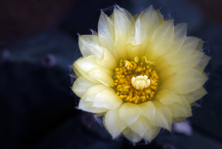 yellow flowers and little cactus in the gardenの写真素材