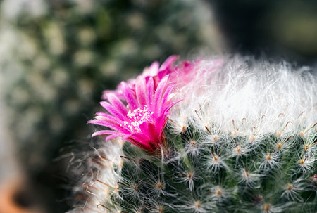 Cactus is a beautiful plant with many colorful flowers.の写真素材