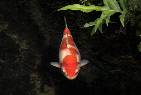 Japanese variegated carps swimming in garden pondの写真素材