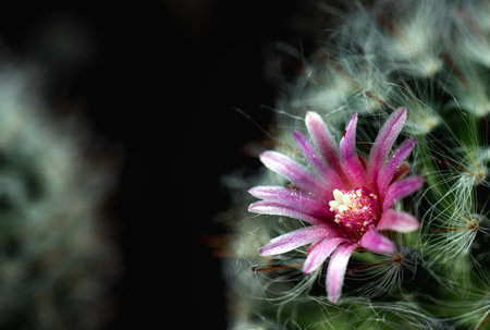 Cactus is a beautiful plant with many colorful flowers.の写真素材
