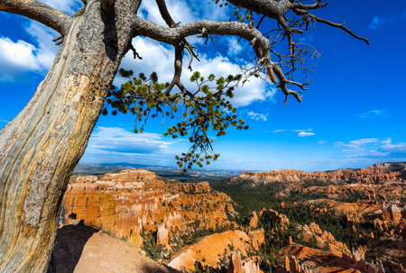The Bryce Canyon National Park, Utah, United Statesの写真素材