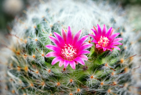 Close-up of pink flowers of cactus mammillaria bloomingの写真素材