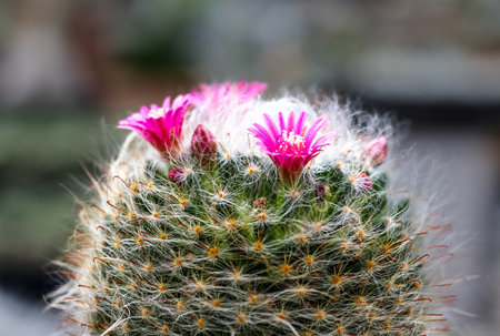 Close-up of pink flowers of cactus mammillaria bloomingの写真素材