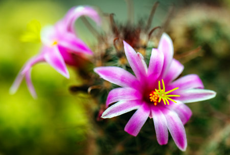 Close-up of pink flowers of cactus mammillaria bloomingの写真素材