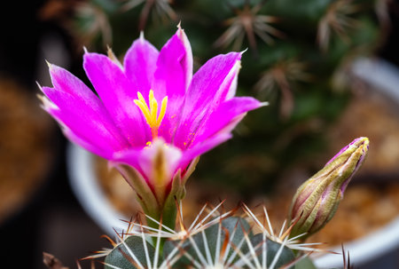 Close-up of pink flowers of cactus mammillaria bloomingの写真素材