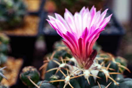Close-up of pink flowers of cactus mammillaria bloomingの写真素材