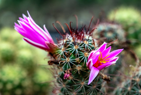 Close-up of pink flowers of cactus mammillaria bloomingの写真素材