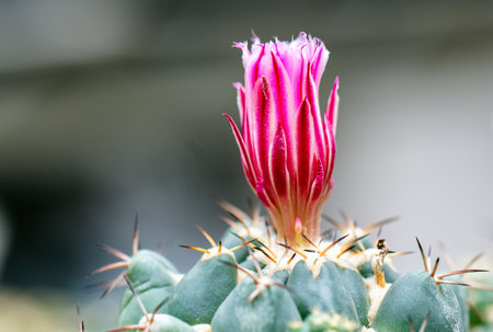 Close-up of pink flowers of cactus mammillaria bloomingの写真素材