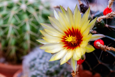 Closeup of Yellow Cactus flower.の写真素材