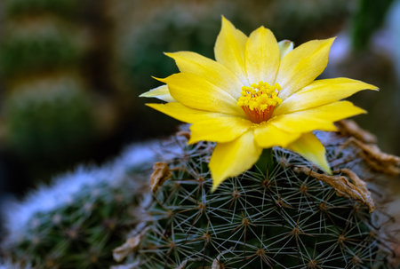 Closeup of Yellow Cactus flower.の写真素材