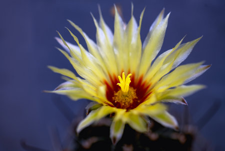 Closeup of Yellow Cactus flower.の写真素材