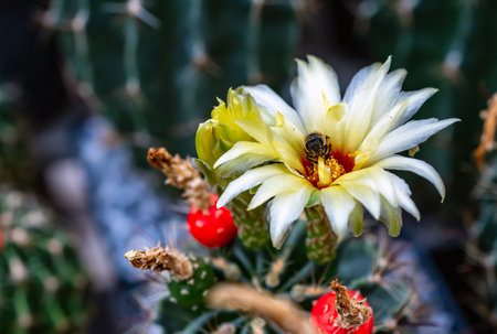 Closeup of Yellow Cactus flower.の写真素材