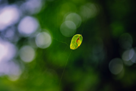 close-up Soft peaksの写真素材