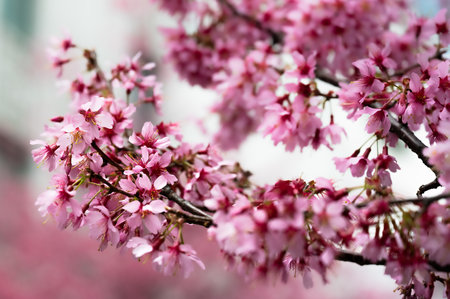 Cherry blossoms are in bloom against the blue sky. Scientific name is Prunus incamp cv. Okame.の写真素材