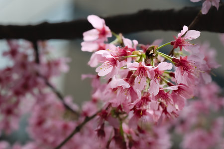 Cherry blossoms are in bloom against the blue sky. Scientific name is Prunus incamp cv. Okame.の写真素材