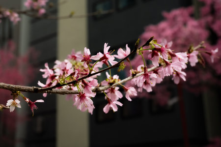 Cherry blossoms are in bloom against the blue sky. Scientific name is Prunus incamp cv. Okame.の写真素材