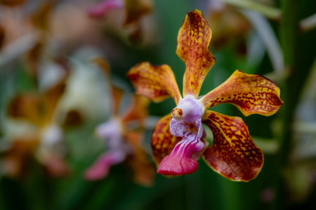 Beautiful orchid flower with natural background.の写真素材