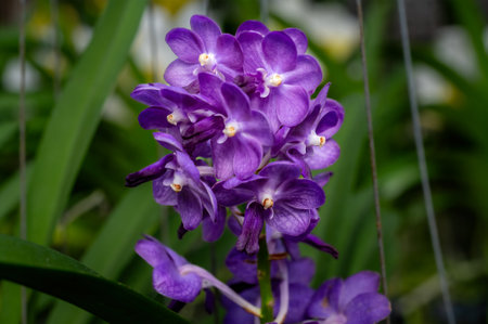 Beautiful orchid flower with natural background.