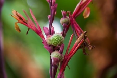 beautiful canna flowers in thailandの写真素材