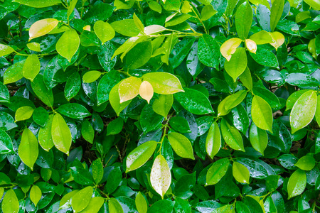 Water drops on green leaves backgroundの写真素材