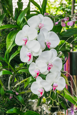 Branch of white orchid in gardenの写真素材