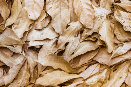 dry leaves  for background and textureの写真素材