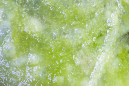 green algae with many bubbles insideの写真素材
