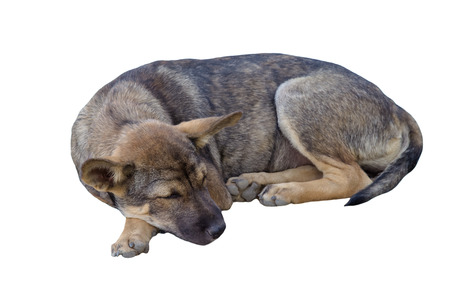 Sleeping Dog  isolated on whiteの写真素材