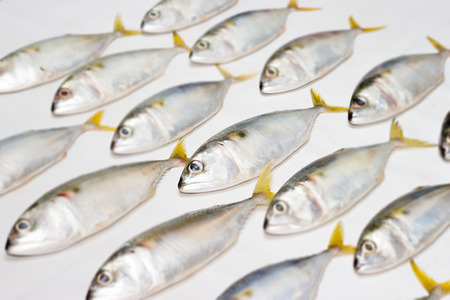 blurred image of Fresh mackerel fishの写真素材