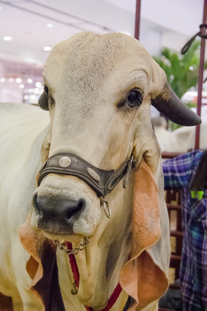 White OXの写真素材