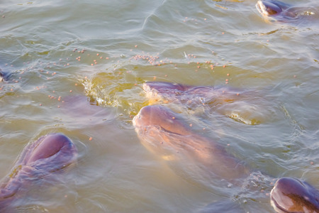 Pangasiidae or Sutchi catfish fish in pond.
