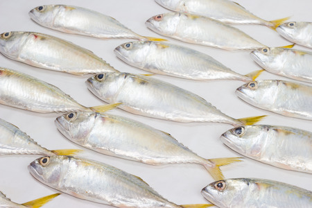 Fresh mackerel fish on whiteの写真素材