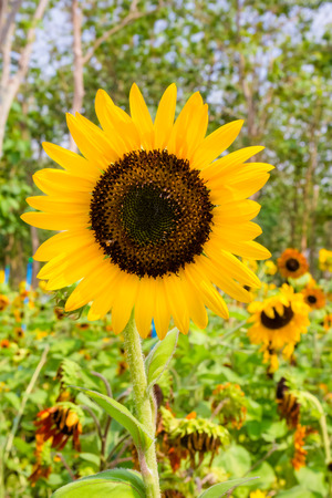 Sunflowers with perennial plant backgroundの写真素材