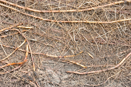 rootlet background