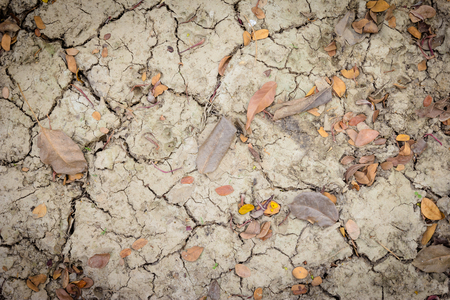 dry and crack soil with  leavesの写真素材