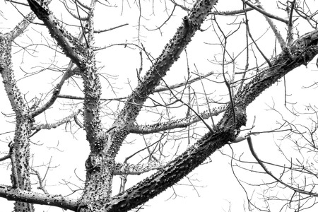 Monochrome bombax tree skin shed leaves in foreston,isolated on white background