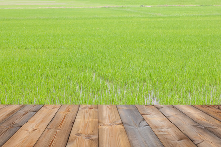 Wooden table with green paddy rice field backgroundの写真素材