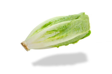 Romaine Lettuce isolated on whiteの写真素材