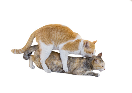 Two cat mating on backgroundの写真素材