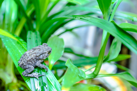 toad on pandan leavesの写真素材