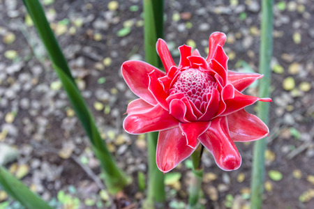 Etlingera elatior flower or torch gingerの写真素材