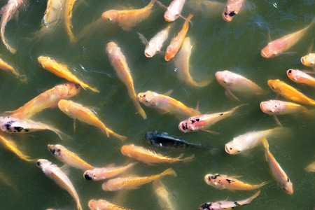 nile tilapia fish in pondの写真素材