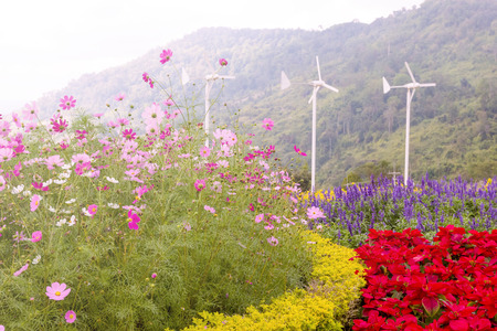 cosmos flowers with wind turbines generating electricityの写真素材