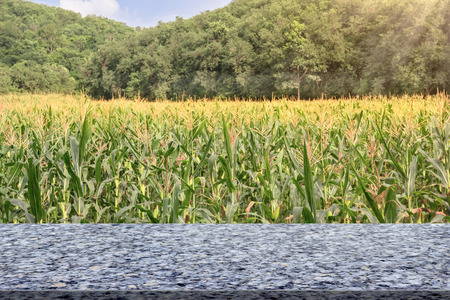 Marble table with corn farm with blue skyの写真素材