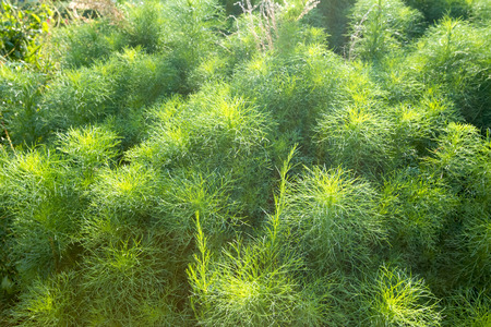 Asparagus racemosus or Shatawari,herb plantの写真素材