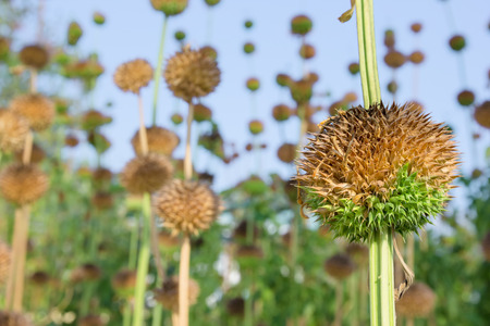 Leonotis Nepetifolia tree,herb plant の写真素材